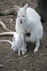 albino wallaby with joey