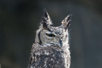 Grand-duc africain en gros plan