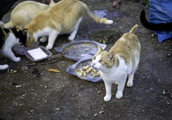 Abandoned street cats