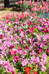 Colorful flower in garden.