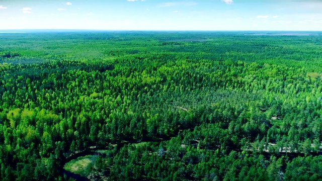Clear water lake and green forest. Onega lake in Russia. Onejskoe ozero. Aerial drone aero.