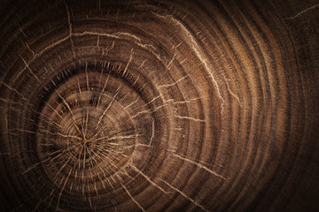 Stump of oak tree felled - section of the trunk with annual rings