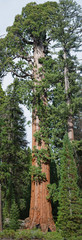 The Full Height of Giant Sequoia Tree