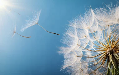 Photo sur Plexiglas Dent de lion Des graines de pissenlit volantes dans la lumière du soleil du matin qui s& 39 envolent dans le vent à travers un ciel bleu.