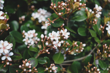 White flowers on bush branches close up background.