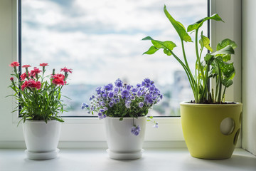 House plants on window. Carnation,  blue flower and kala.