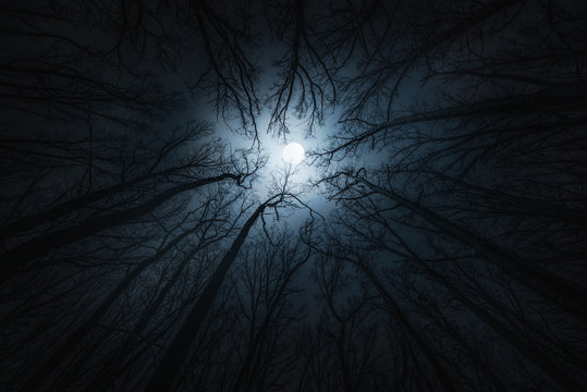 Fototapeta Beautiful night sky, the moon and the trees. Elements of this image furnished by NASA.