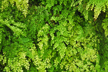 Closeup green small plant in northern agriculture farm