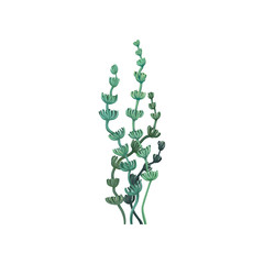 Green underwater seaweed, aquatic marine algae plant vector Illustration