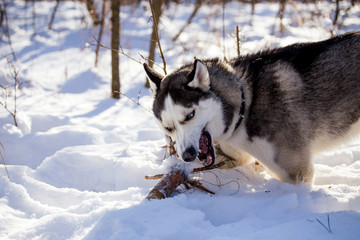 Husky dog in winter nature