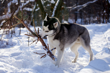 Husky dog in winter nature