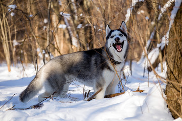 Husky dog in winter nature