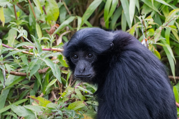 Jeune siamang en gros plan