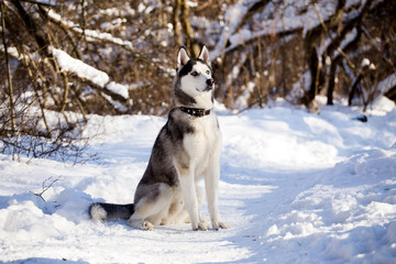Husky dog in winter nature