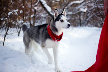 Husky dog in winter nature