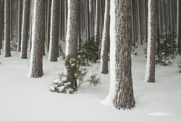 Row of frozen pine trees in winter wonderland with fresh powder snow in the midwest.  January and February fridgid cold.