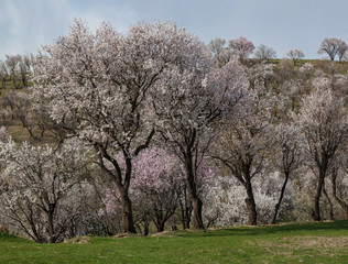 Flowering almond trees.Uzbekistan