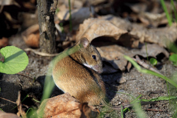 Single Striped field mouse on a ground during a spring period
