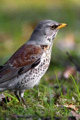 Single Fieldfare bird on grassy wetlands during a spring nesting period