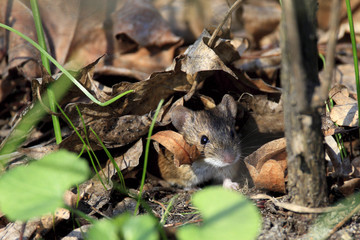 Single Striped field mouse on a ground during a spring period