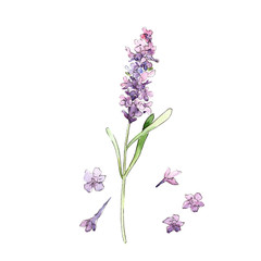 Fototapeta premium Wildflower lavender flower in a watercolor style isolated. Full name of the plant: lavender. Aquarelle wild flower for background, texture, wrapper pattern, frame or border.