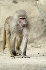 Single Hamadryas baboon in zoological garden