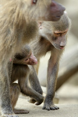 Family of Hamadryas baboons in zoological garden