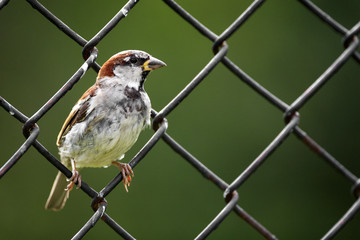 Single House Sparrow on a fence during a spring period