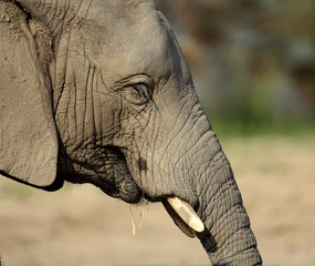 Single African Elephant in zoological garden - obrazy, fototapety, plakaty