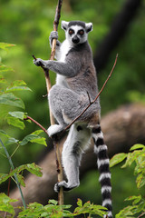 Single Lemur Katta - Ring-tailed Lemur in zoological garden
