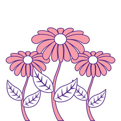 decoration three stem petal flower leaf botanical vector illustration pink image design