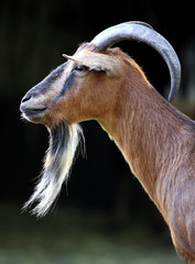 Single African Pygmy goat in zoological garden © Art Media Factory
