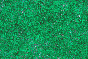 Top view of green grass and grass ground and grass field, Green grass texture and background from grass leaves.