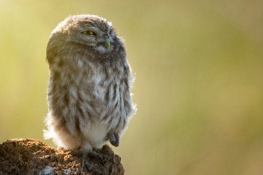 The little owl (Athene noctua) is on the stone on a beautiful background