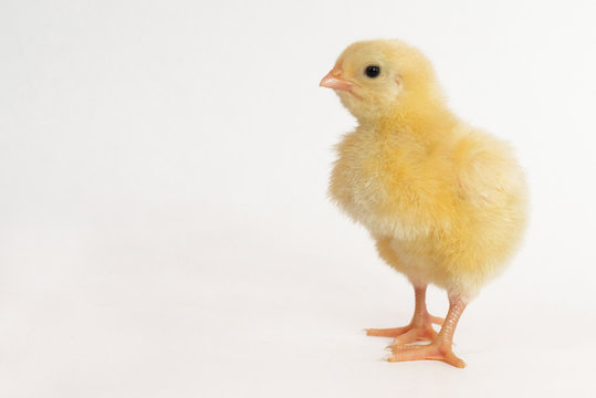 little chicken broiler isolated on white