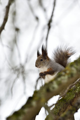 Naklejka na ściany i meble Squirrel sitting on a tree