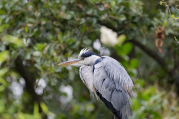 Heron cendre