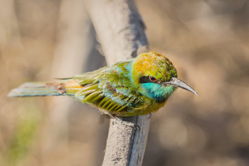 Obraz premium Blue-tailed bee-eater (Merops philippinus) perched on a tree branch in bright spring forest