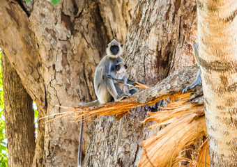 Tufted Gray Langurs, mother and baby, sitting on a big tree. Uda Walawe national park, Sri Lanka.