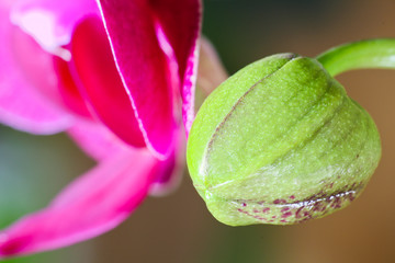 Green rosebud of orchid blossom, macro photo