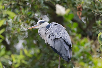 Heron cendre