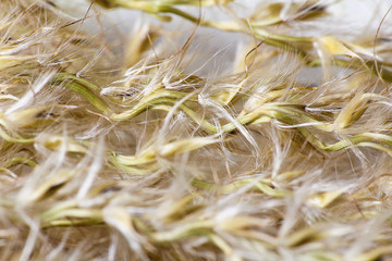 Nice macro photo of texture dry flower blossom