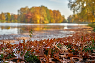 Słoneczny jesienny krajobraz - park w złotych kolorach, dominują brązowe liście wokół stawu...