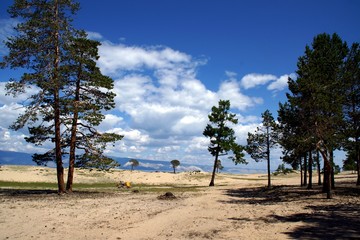 Байкальские сосны © Пальцына Ирина