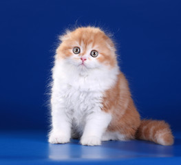 Cute red kitten on a blue background