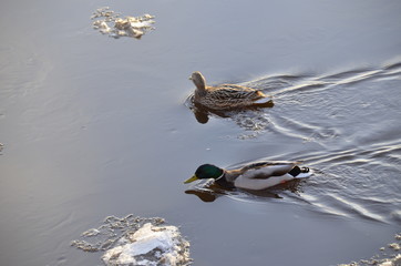 Утки встречают ледоход  
