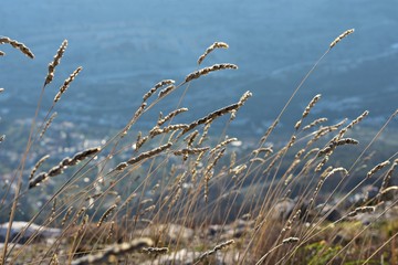 A sunlight on softly mission grass swaying in the wind with mountain layer background.