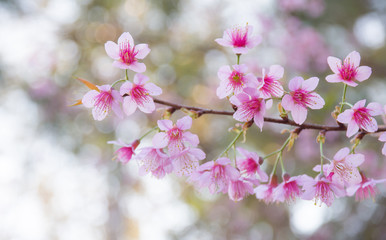 Beautiful Wild Himalayan Cherry blossom, Thai Sakura flower.	