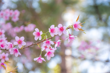 Beautiful Wild Himalayan Cherry blossom, Thai Sakura flower.	