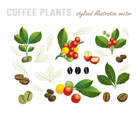 Collection of coffee beans on a branch of coffee tree